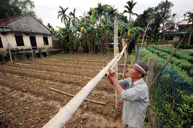 Tết về, ruộng đậu cô ve của lão nông Lê Quang Trung mới nhú khỏi mặt đất