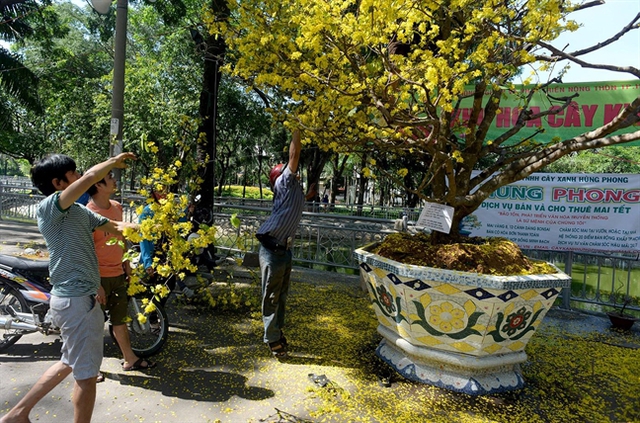 
Một cây mai rao giá 900 triệu đồng được trưng ở chợ hoa công viên 23/9 năm nay. Chiều 30 Tết, khi chợ tan mà chưa bán được, nhiều người đã ào vào cưa cành về trưng Tết. Ảnh: Quang Lê.
