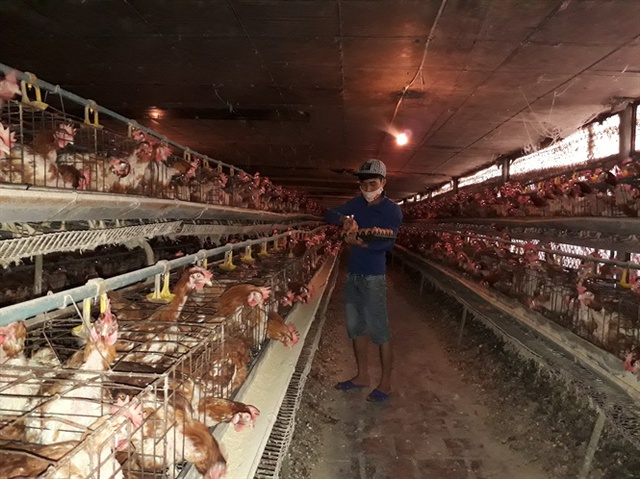 
Trang trại nuôi gà đẻ của gia đình chị Đỗ Thị Thứ - Đông Anh (Hà Nội)
