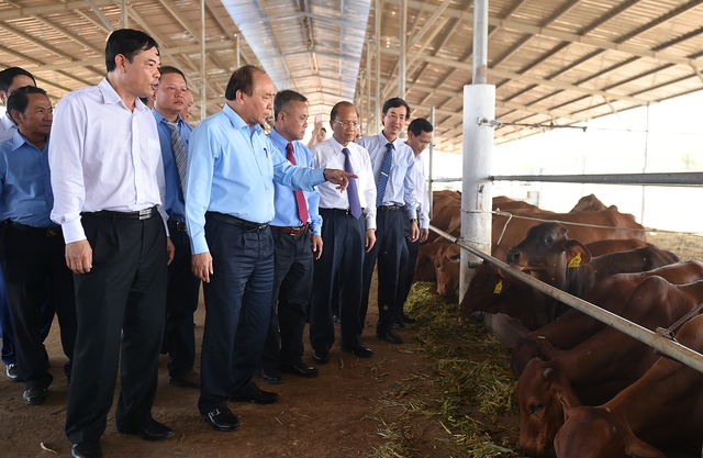 
Thủ tướng Nguyễn Xuân Phúc thăm khu phức hợp nông nghiệp công nghệ cao chăn nuôi bò và chế biến các sản phẩm từ sữa. Ảnh: VGP/Quang Hiếu
