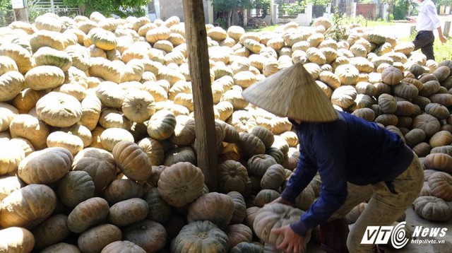 Thương lái không thu mua khiến nông dân phải chất bí đỏ thành đống 2 bên đường để bán lẻ. (Ảnh: Thanh Hải)