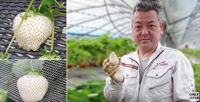 Ông Teshima và những trái dâu bạch ngọc độc nhất vô nhị trên thế giới.
