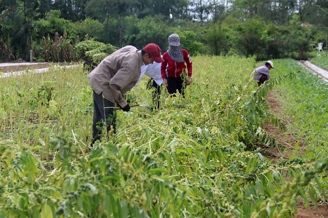 Nông dân phải thu hoạch vừng non