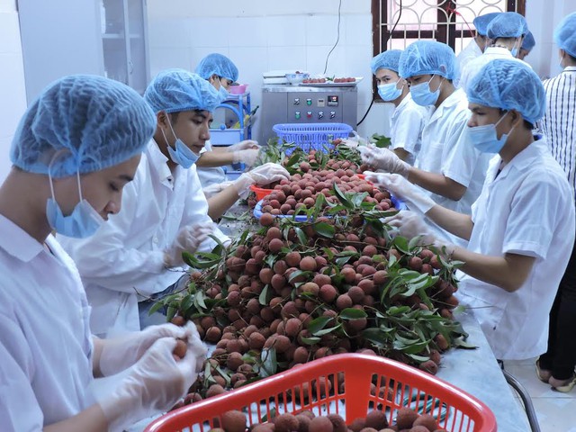  Các mặt hàng nông sản của Việt Nam, nếu có quy trình canh tác chuẩn, đạt tiêu chuẩn của các bạn hàng thì thị trường sẽ tự động được khai thông