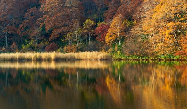 
3. Núi Hachimantai, Tohoku. Tại Tohoku, vùng đất phía Bắc xa xôi của Nhật Bản, là một trong những điểm ngắm mùa thu đẹp nhất cả nước. Trong khu vực bạn cũng sẽ tìm thấy một số thị trấn tắm nước nóng thú vị và các tuyến đường mòn đi bộ hoàn hảo cho những ai mong muốn tìm kiếm một trải nghiệm truyền thống, nông thôn của Nhật Bản.
