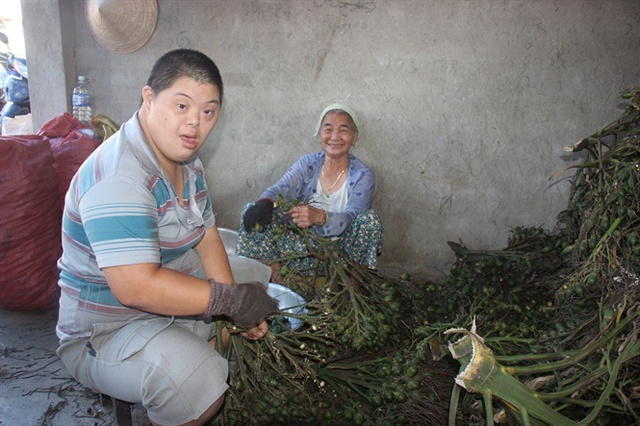 
Năm nay cau tăng giá, người trồng cau ở An Lão rất phấn khởi
