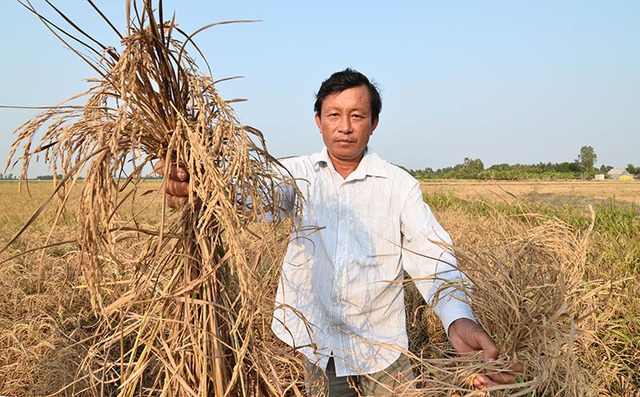 
Người dân Kiên Giang lao dao vì ruộng lúa bị nhiễm mặn vào năm 2016. Ảnh: Đinh Tuấn
