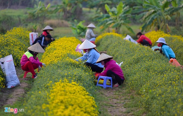   Vào vụ, chủ ruộng huy động rất nhiều nhân công để hái hoa.  