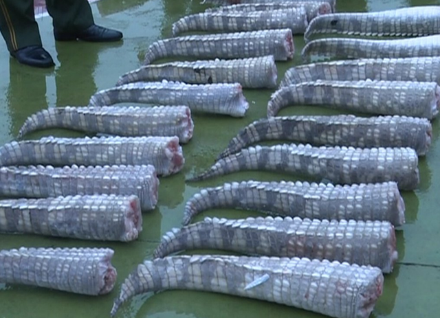 Xác cá sấu đông lạnh được tìm thấy trong một vụ buôn bán động vật hoang dã.