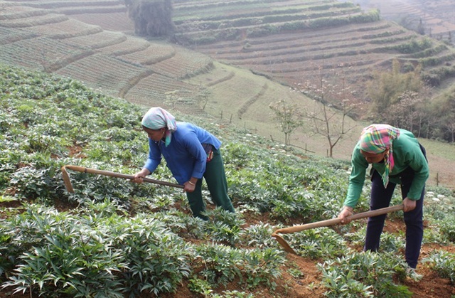 
Người dân huyện Bắc Hà (Lào Cai) chăm sóc cây đương quy
