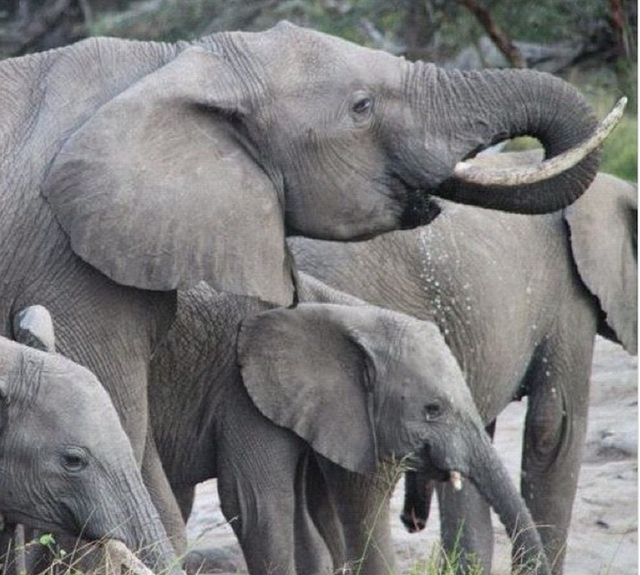 Hình ảnh của một số loài vật khác đôi khi cũng được ghi lại khi Alexandra thực hiện những chuyến du lịch vòng quanh thế giới, như bức ảnh của chú voi Châu Phi này chẳng hạn.