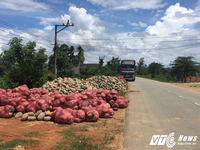 Sau gần 4 thánh chăm sóc, người dân khóc dở mếu dở vì tính giá bán mỗi quả bí đỏ không mua nổi một gói mỳ tôm. (Ảnh: Thanh Hải)