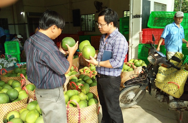 
Giới thiệu về chất lượng mẫu mã bười da xanh đạt tiêu chuẩn xuất khẩu
