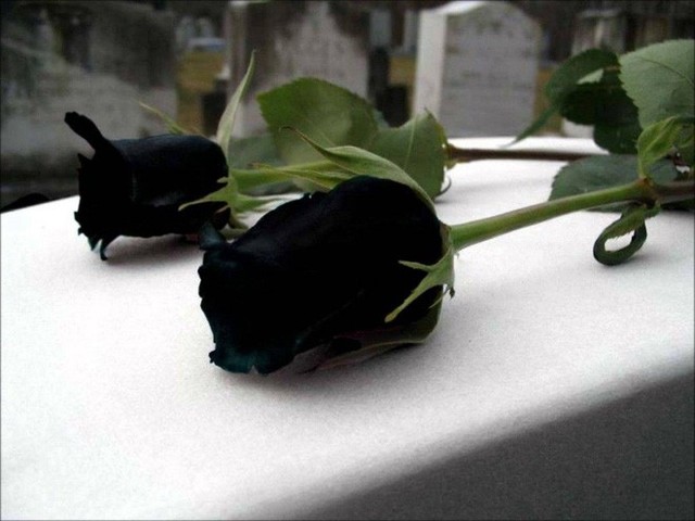 
Một số hình ảnh về hoa hồng đen, nhưng không có bằng chứng xác thực về sự tồn tại của loài hoa này.
