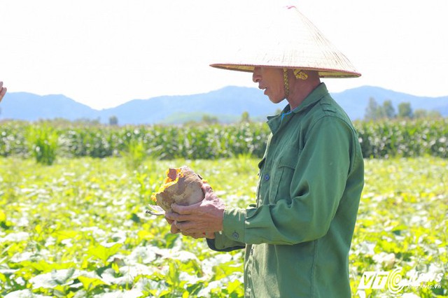 Nông dân xã Cư Yang rớt nước mắt trước cảnh bí đỏ đến kì thu hoạch mà không có người mua. (Ảnh: Thanh Hải)