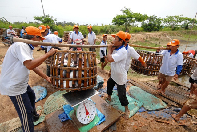 
Cân cá bán cho doanh nghiệp
