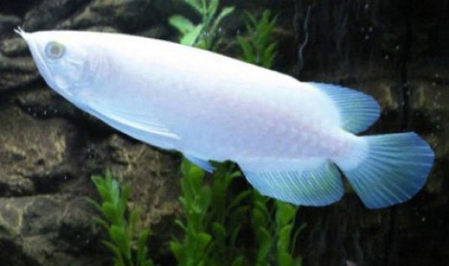 
Cá rồng Platinum là loài cá có màu trắng toát giống như dạng đột biến bạch tạng ở con người (400.000 USD/con)
