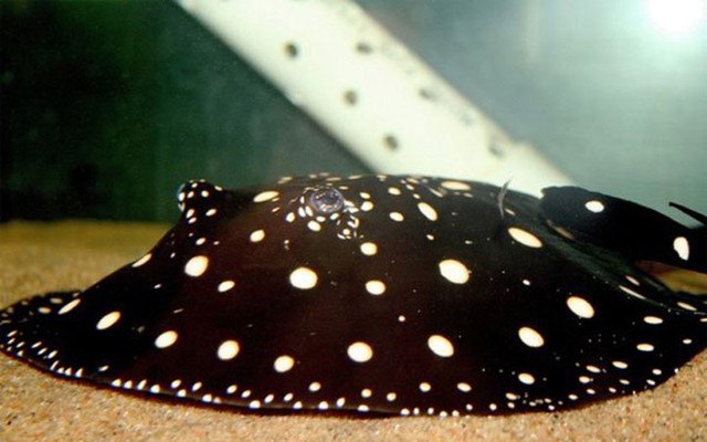 
Cá đuối nước ngọt là loài cá cảnh với nhiều chấm nhỏ trên cơ thể (100.000 USD/con)

