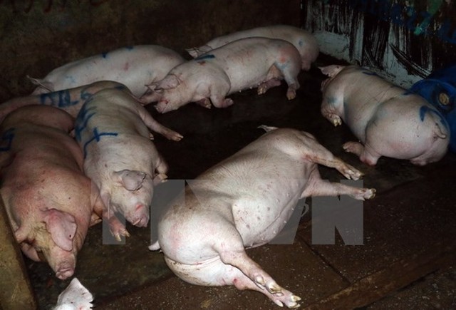 
Lợn được bơm nước căng, không thể đứng lên được ở một trang trại ở miền Nam. Ảnh: Thanh Liêm/TTXVN
