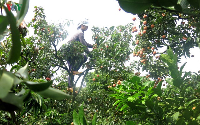 
Vải thiều Lục Ngạn (Bắc Giang) hiện nay không đủ đáp ứng nhu cầu thu mua của thương lái (Ảnh: Minh Long)
