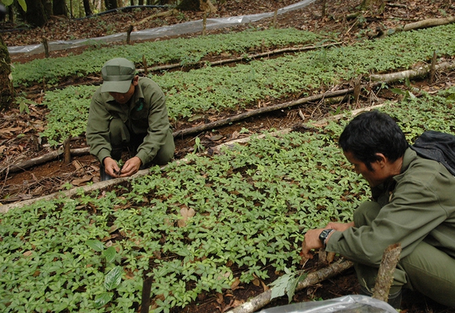 Phát triển 1.000 ha sâm Ngọc Linh