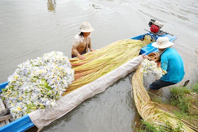 Cận cảnh mùa lũ người dân miền Tây sang Campuchia hái bông súng ma về bán - Ảnh 2.