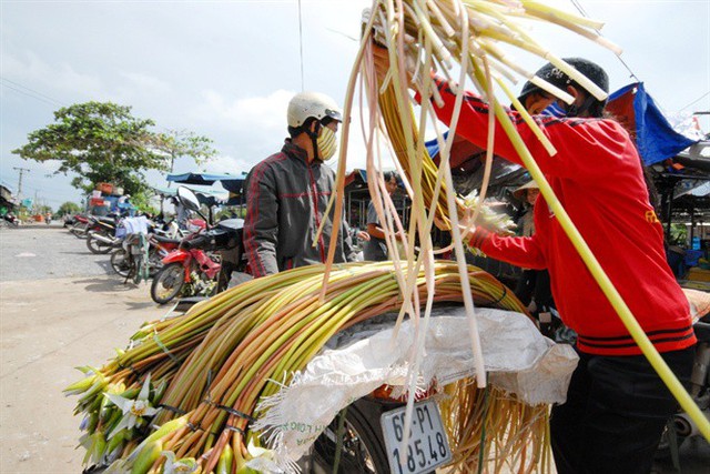 Cận cảnh mùa lũ người dân miền Tây sang Campuchia hái bông súng ma về bán - Ảnh 7.