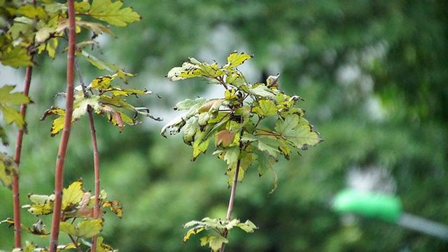 Loạt cây phong Hà Nội lá chớm đỏ đã tàn?  - Ảnh 13.