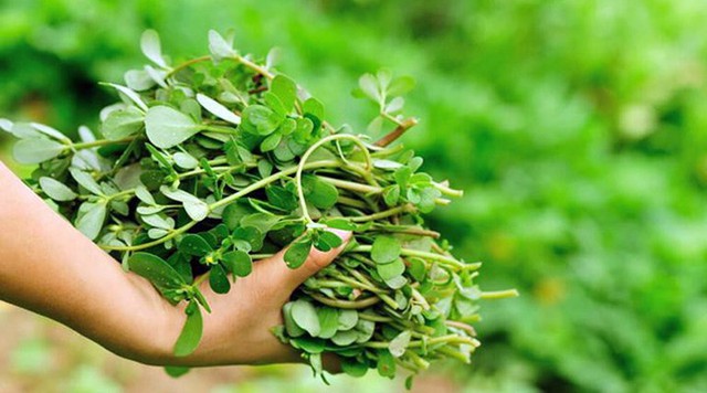 5 loại rau dân dã ở Việt Nam thành “thần dược” đắt giá trên thế giới - Ảnh 9.