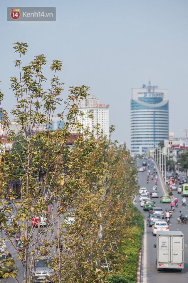  Hàng cây phong lá đỏ củi khô trước đây đã nhuộm sắc vàng đầu thu Hà Nội - Ảnh 11.