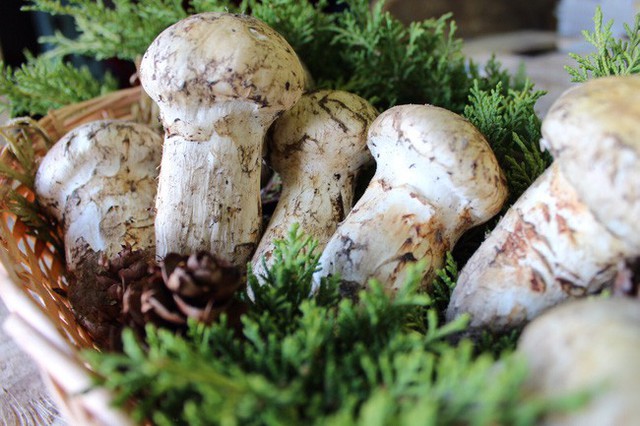 Khám phá matsutake - loại nấm đắt nhất thế giới mang trọn vẹn hương vị mùa thu Nhật Bản, 50 triệu/kg mà vẫn cháy hàng - Ảnh 5.