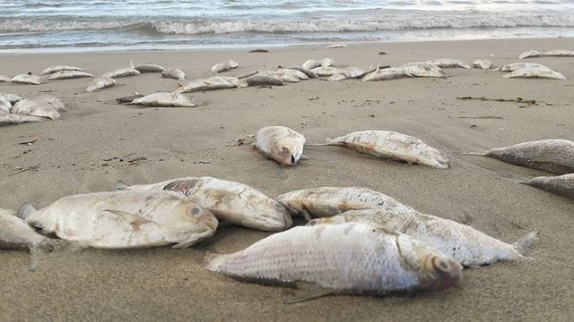 Cá chết dạt trắng bờ biển Đà Nẵng  - Ảnh 1.