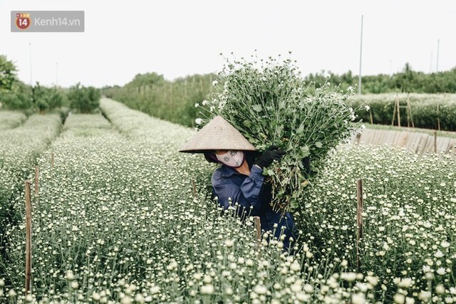 Cúc hoạ mi vào vụ mùa, nông dân Hà Nội hớn hở chào mừng khách đến mua hoa và chụp ảnh - Ảnh 9.