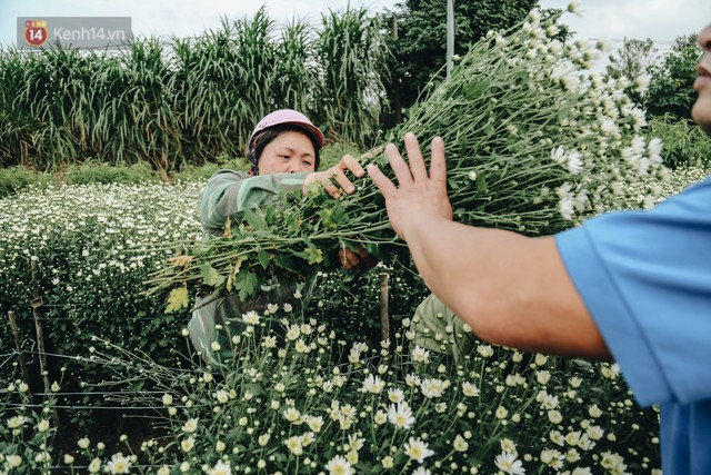 Cúc hoạ mi vào vụ mùa, nông dân Hà Nội hớn hở chào mừng khách đến mua hoa và chụp ảnh - Ảnh 10.
