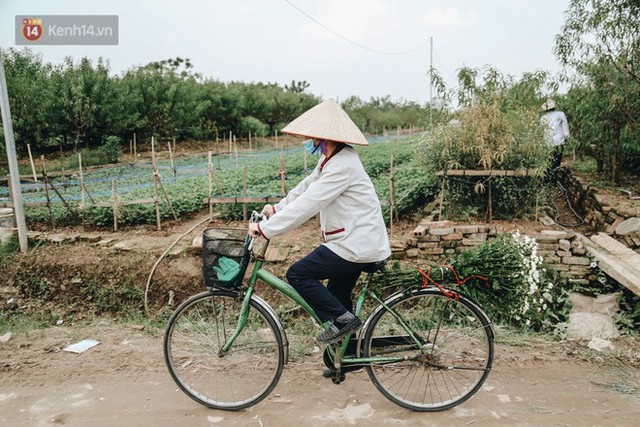 Cúc hoạ mi vào vụ mùa, nông dân Hà Nội hớn hở chào mừng khách đến mua hoa và chụp ảnh - Ảnh 12.