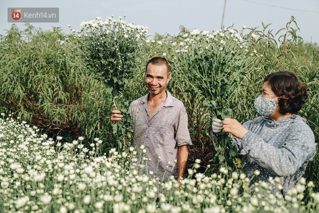 Cúc hoạ mi vào vụ mùa, nông dân Hà Nội hớn hở chào mừng khách đến mua hoa và chụp ảnh - Ảnh 13.