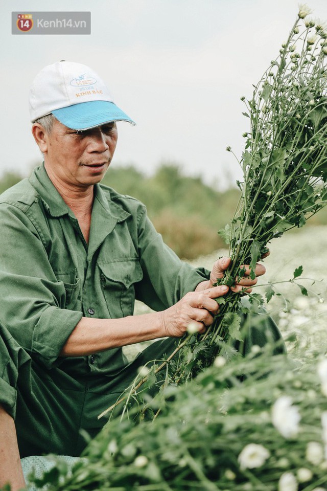 Cúc hoạ mi vào vụ mùa, nông dân Hà Nội hớn hở chào mừng khách đến mua hoa và chụp ảnh - Ảnh 16.