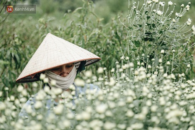 Cúc hoạ mi vào vụ mùa, nông dân Hà Nội hớn hở chào mừng khách đến mua hoa và chụp ảnh - Ảnh 21.
