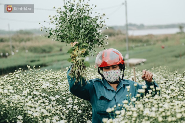 Cúc hoạ mi vào vụ mùa, nông dân Hà Nội hớn hở chào mừng khách đến mua hoa và chụp ảnh - Ảnh 4.
