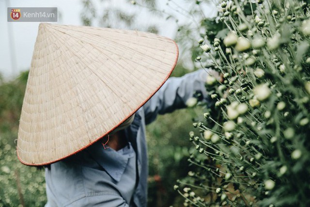 Cúc hoạ mi vào vụ mùa, nông dân Hà Nội hớn hở chào mừng khách đến mua hoa và chụp ảnh - Ảnh 7.
