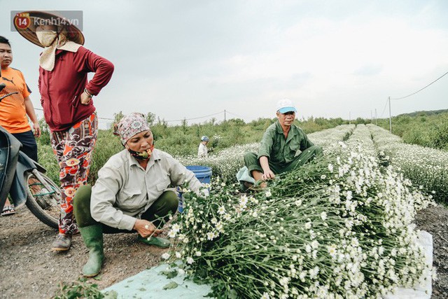 Cúc hoạ mi vào vụ mùa, nông dân Hà Nội hớn hở chào mừng khách đến mua hoa và chụp ảnh - Ảnh 8.