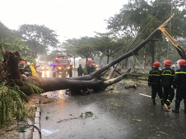 Gần 100 cây xanh ngã đổ, 3 người bị đè thương vong ở TP.HCM - Ảnh 1.