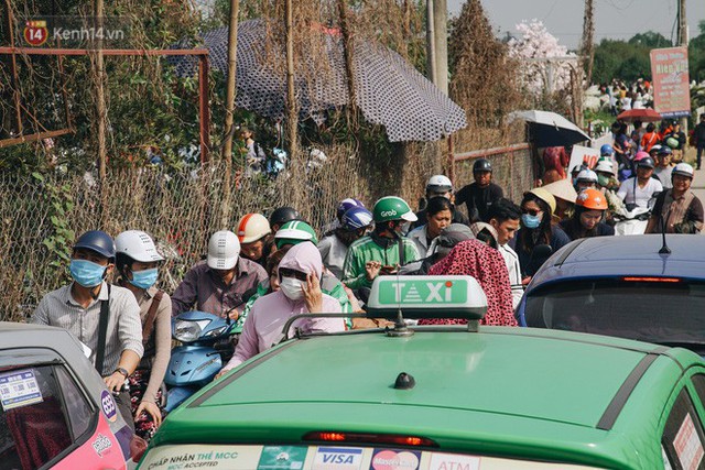 Vườn cúc họa mi ở Hà Nội tiếp tục thất thủ: Đường vào tắc nghẽn, chụp một bức ảnh phải né bao nhiêu người - Ảnh 5.