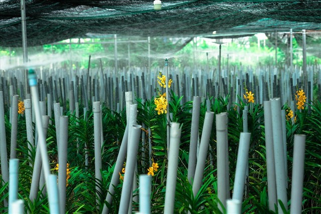 Ngắm vườn lan mokara lãi 2 tỉ đồng/năm của nam thanh niên Đà Nẵng - Ảnh 11.