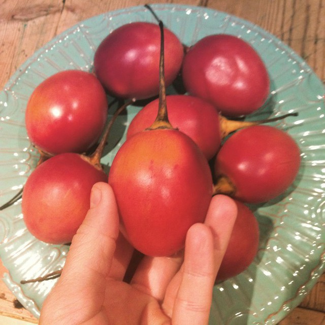 Ào ạt trồng cà chua lạ “giá triệu đồng/kg, nông dân “lĩnh đủ” - Ảnh 2.