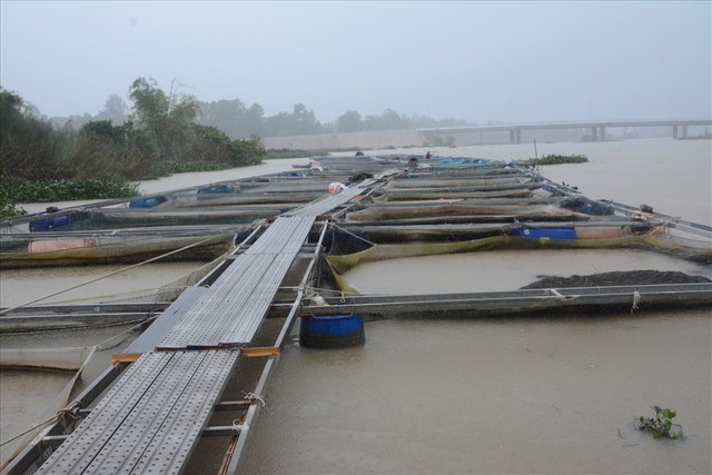 Người dân Quảng Nam chua xót nhìn 60 tấn cá bị lũ cuốn trôi - Ảnh 1.