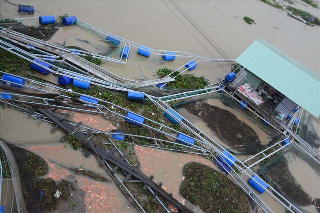 Người dân Quảng Nam chua xót nhìn 60 tấn cá bị lũ cuốn trôi - Ảnh 2.