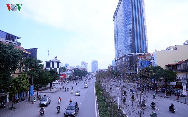 Hàng cây phong ở Hà Nội trơ cành, khô héo ngay đầu mùa đông - Ảnh 1.