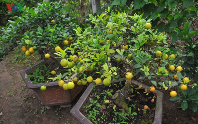 Vườn chanh vàng tứ quý bonsai “bung lụa” chờ khách rinh về chưng Tết - Ảnh 11.