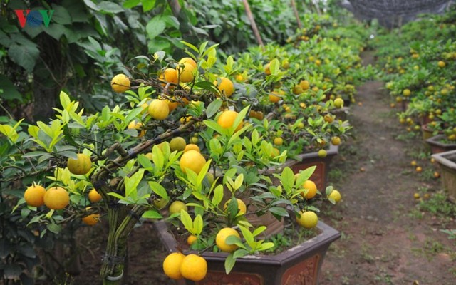 Vườn chanh vàng tứ quý bonsai “bung lụa” chờ khách rinh về chưng Tết - Ảnh 12.